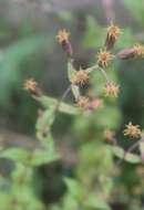 Image of Brickellia subuligera (Schau.) B. L. Turner