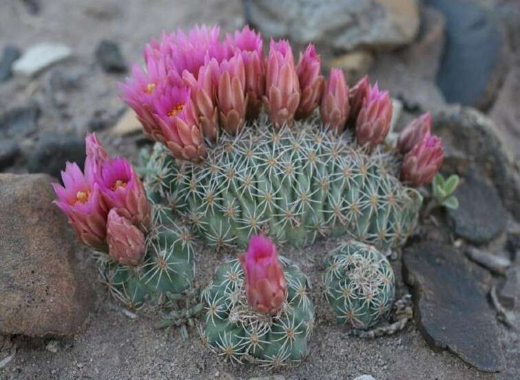 Image of Pariette Cactus