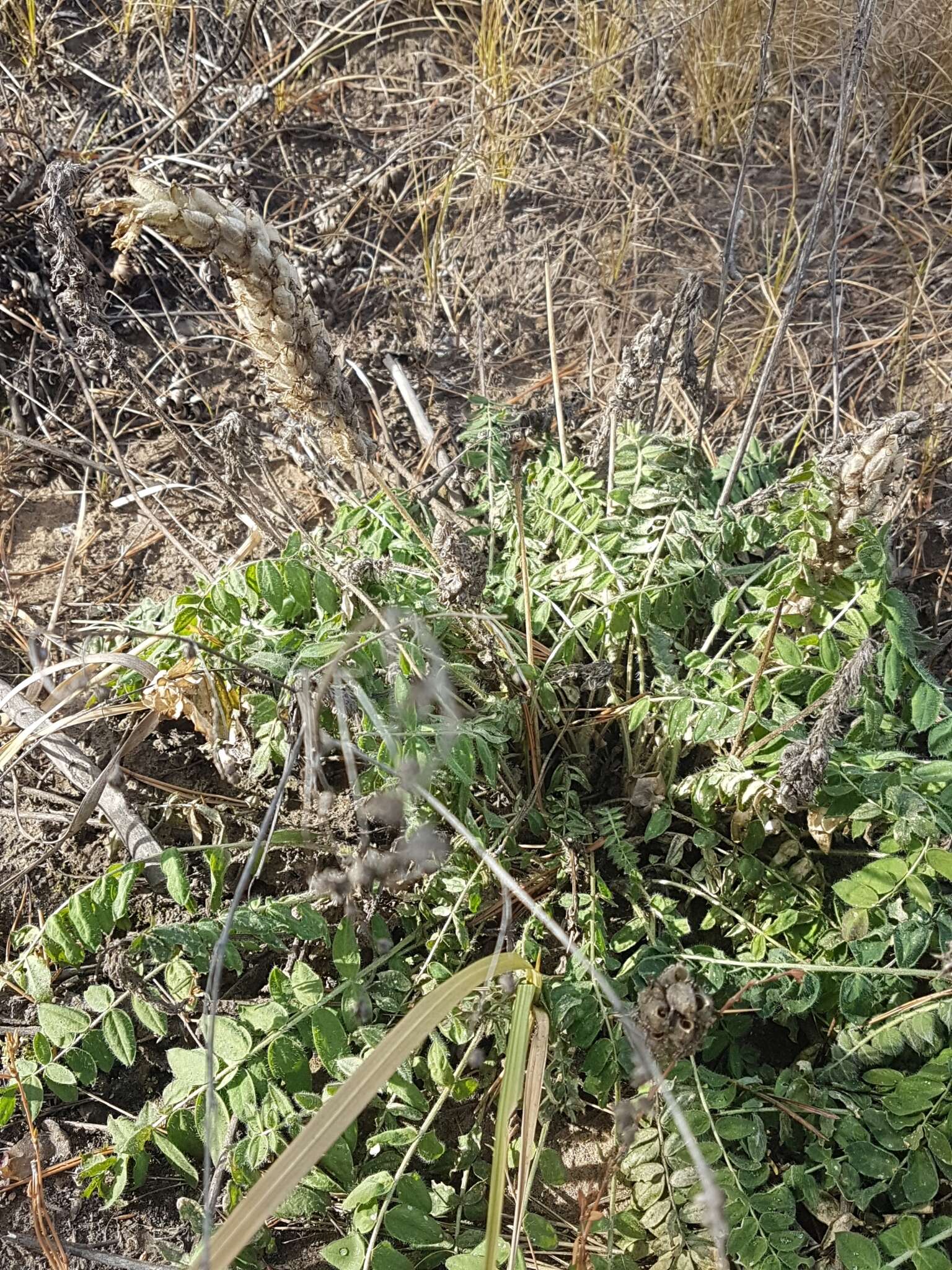 Image of Oxytropis sylvatica (Pall.) DC.