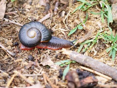 Image of Victaphanta atramentaria (Shuttleworth 1853)