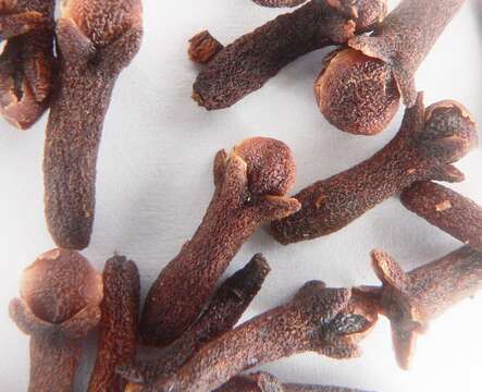 Image of clove