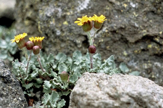 Image of San Francisco Peaks ragwort