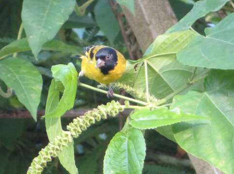 Image of Olivaceous Siskin