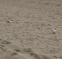 Image of Black-headed Gull