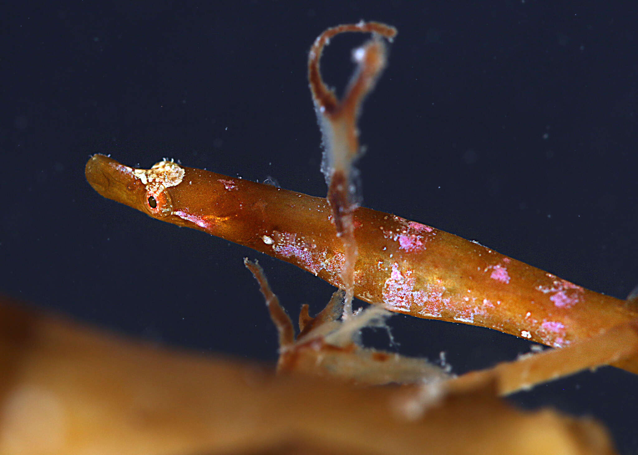 Image of Prophet&#39;s pipefish