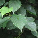 Image of Stachyurus praecox Sieb. & Zucc.