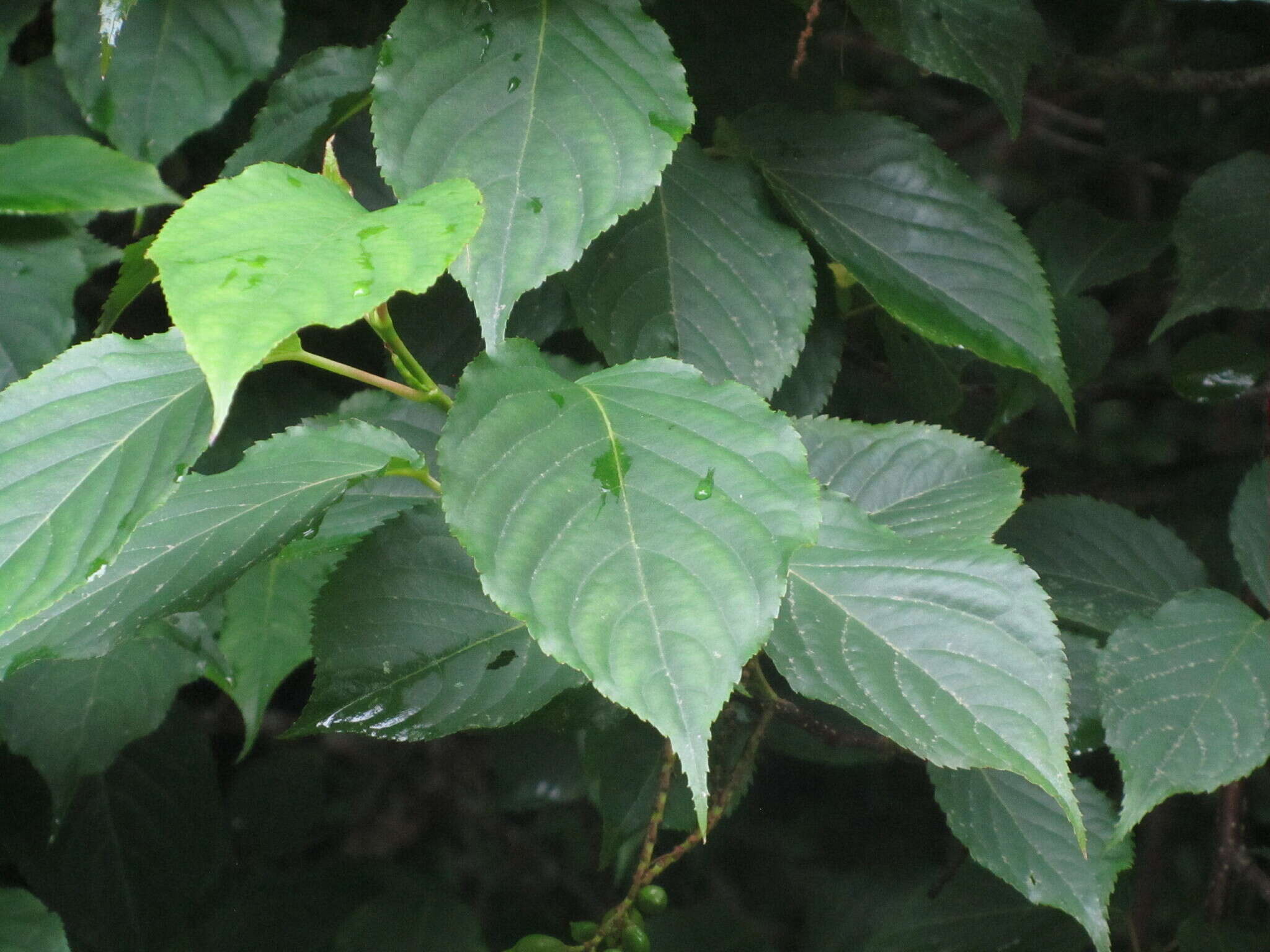 Image of Stachyurus praecox Sieb. & Zucc.