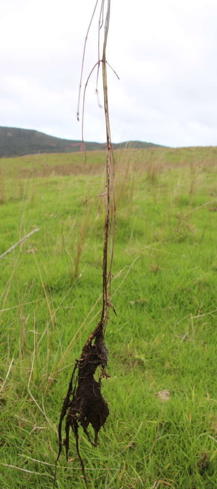 Image of Bugleweed