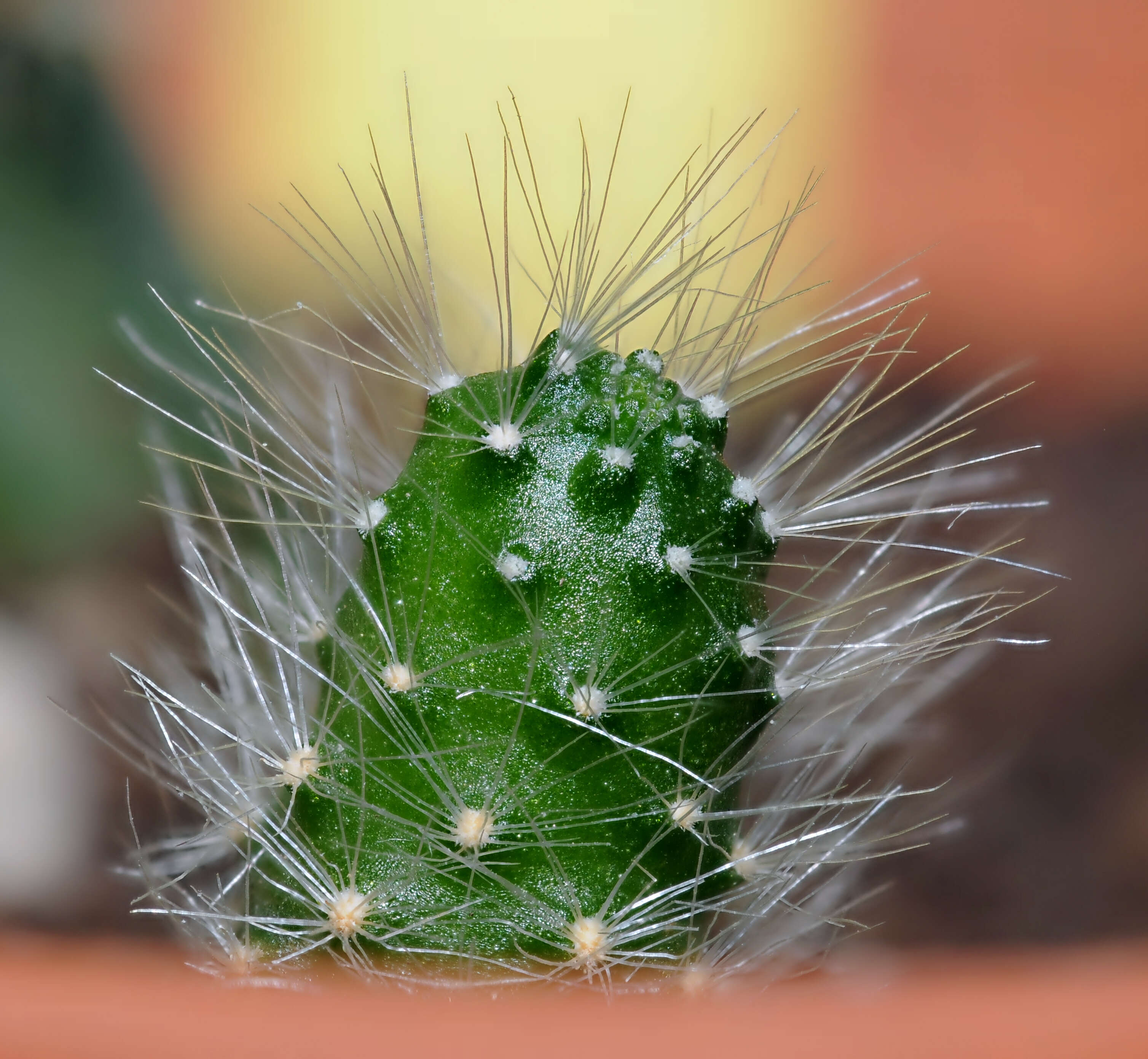 Image of Rebutia minuscula K. Schum.