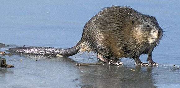 Image of muskrat