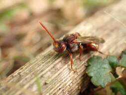 Image of Nomada ruficornis (Linnaeus 1758)