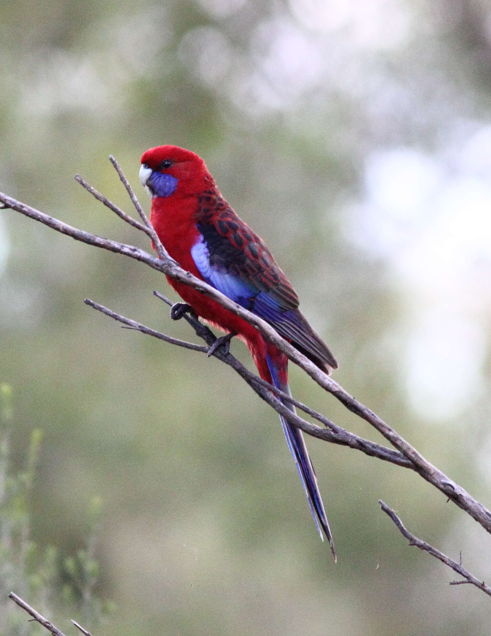 Image of Crimson Rosella