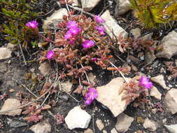 Image of Delosperma mariae L. Bol.