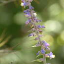 Image of Thyrsanthemum floribundum (M. Martens & Galeotti) Pichon