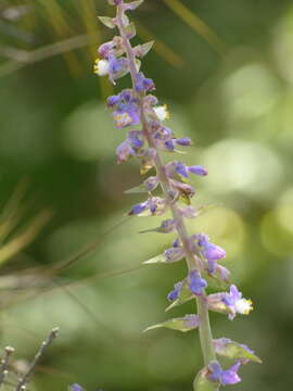 Image of Thyrsanthemum floribundum (M. Martens & Galeotti) Pichon