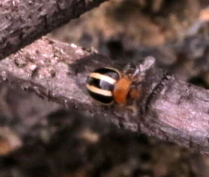 Image of Threestriped lady beetle