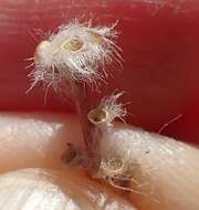 Image of silkcotton purslane