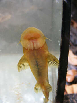 Image of Pennant-tailed catlet