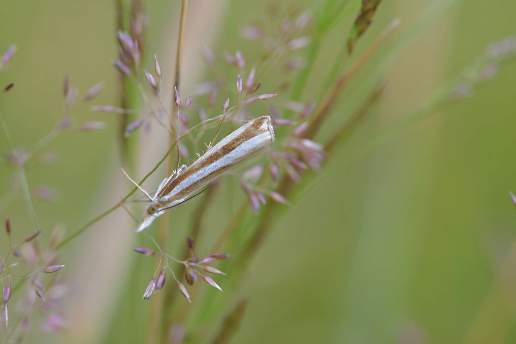 Image of Orocrambus apicellus Zeller 1863