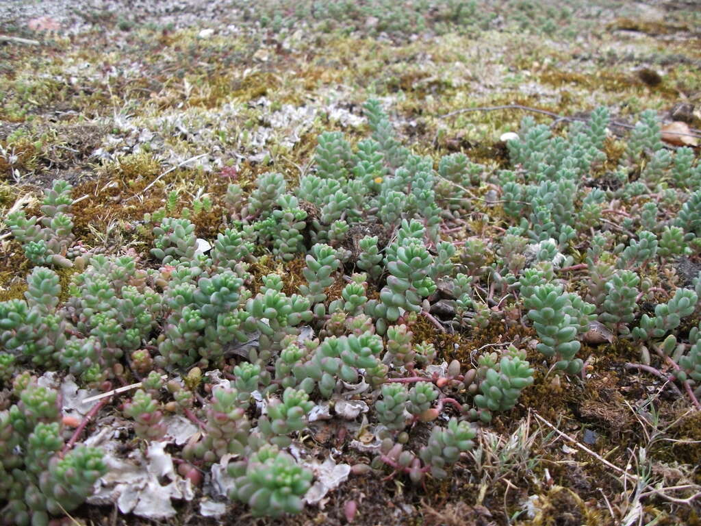 Image of White Stonecrop