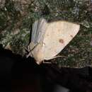 Image of Sulphur Moth