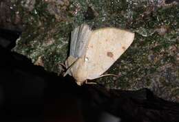 Image of Sulphur Moth