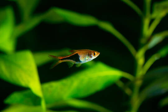 Image of Harlequin rasbora