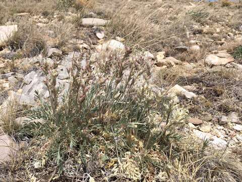 Image of white locoweed