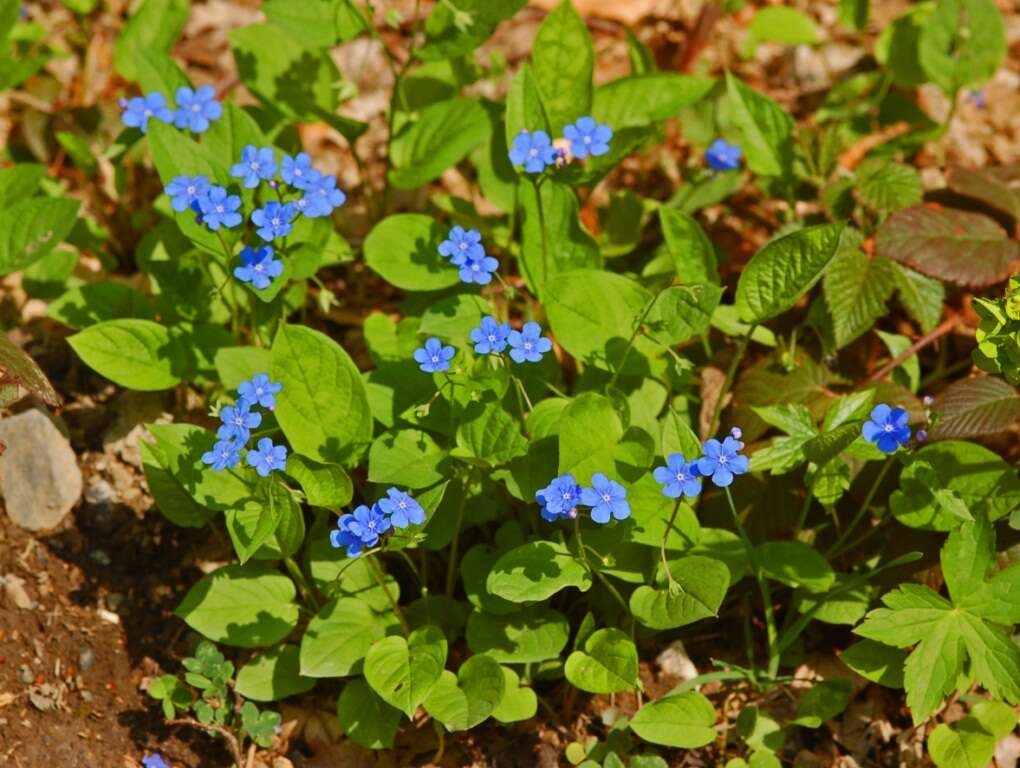 Image of blue-eyed-Mary