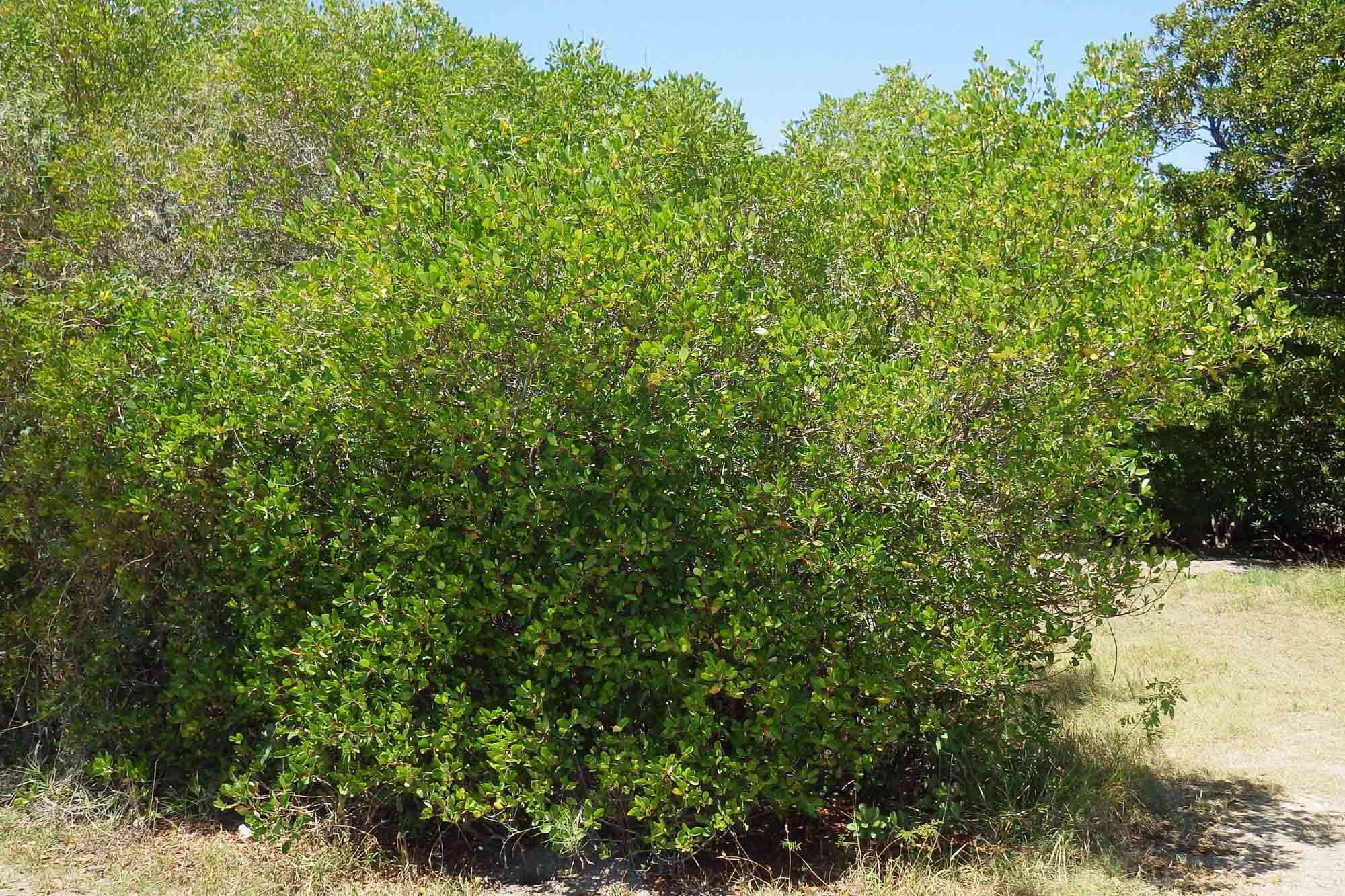 Image of yamstick mangrove