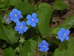 Image of blue-eyed-Mary