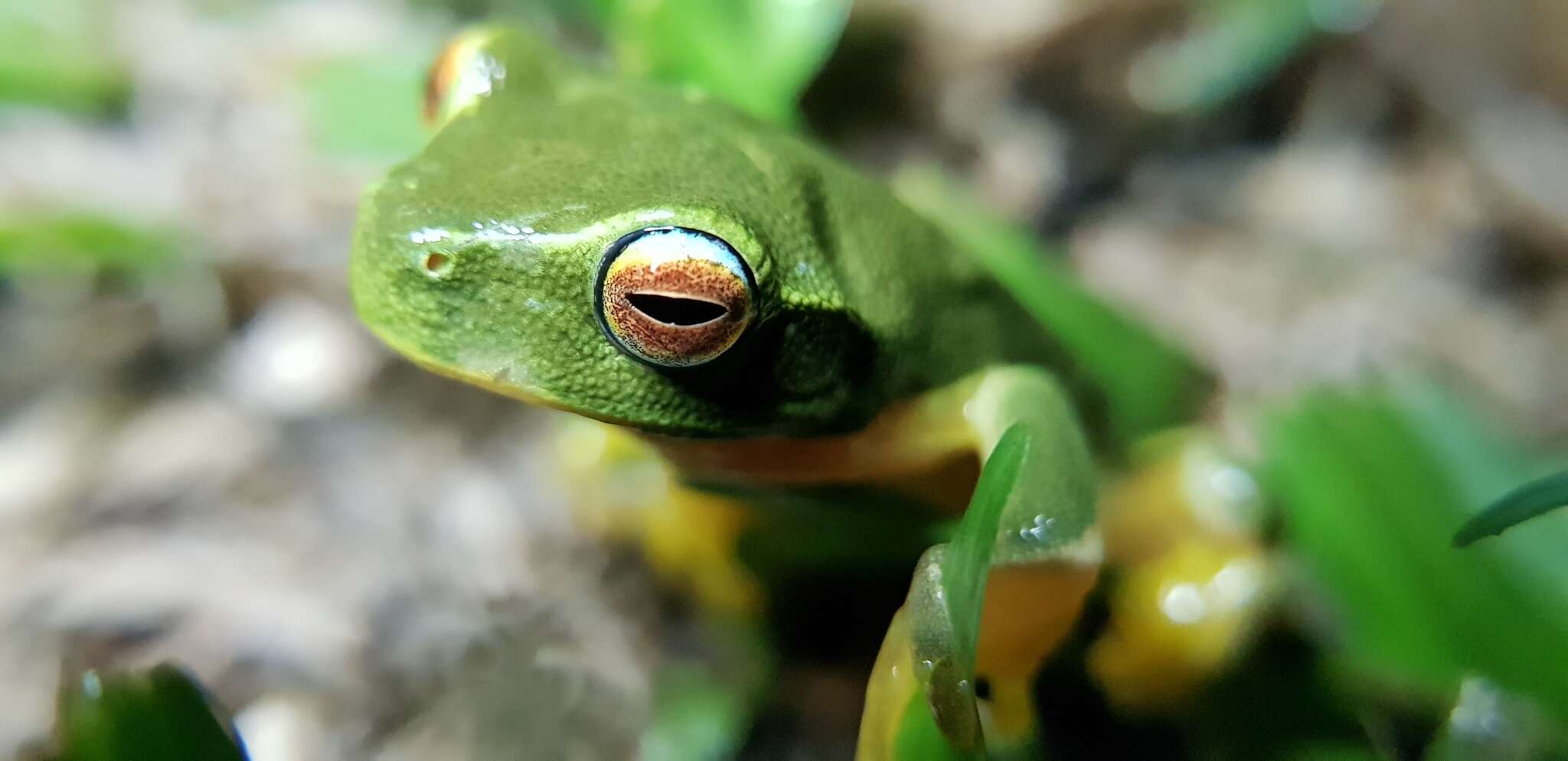 Ranoidea gracilenta (Peters 1869) resmi