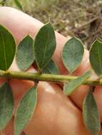 Image of Acacia cremiflora B. J. Conn & Tame