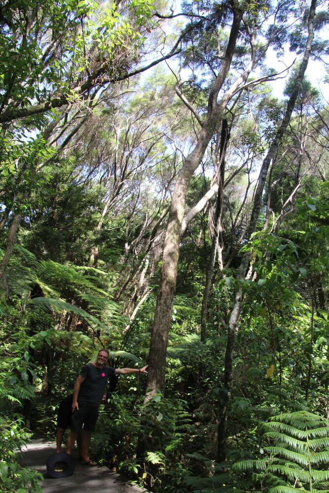 Plancia ëd Kunzea robusta de Lange & Toelken