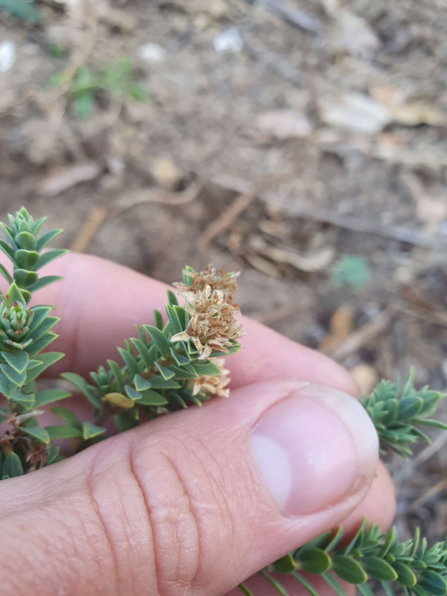 Image of Pimelea acra C. J. Burrows & de Lange