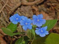 Image of blue-eyed-Mary