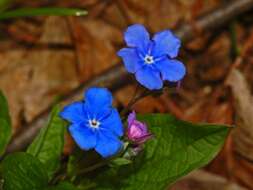 Image of blue-eyed-Mary