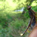 Image of Hyacinth Glider