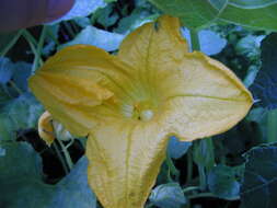 Image of field pumpkin