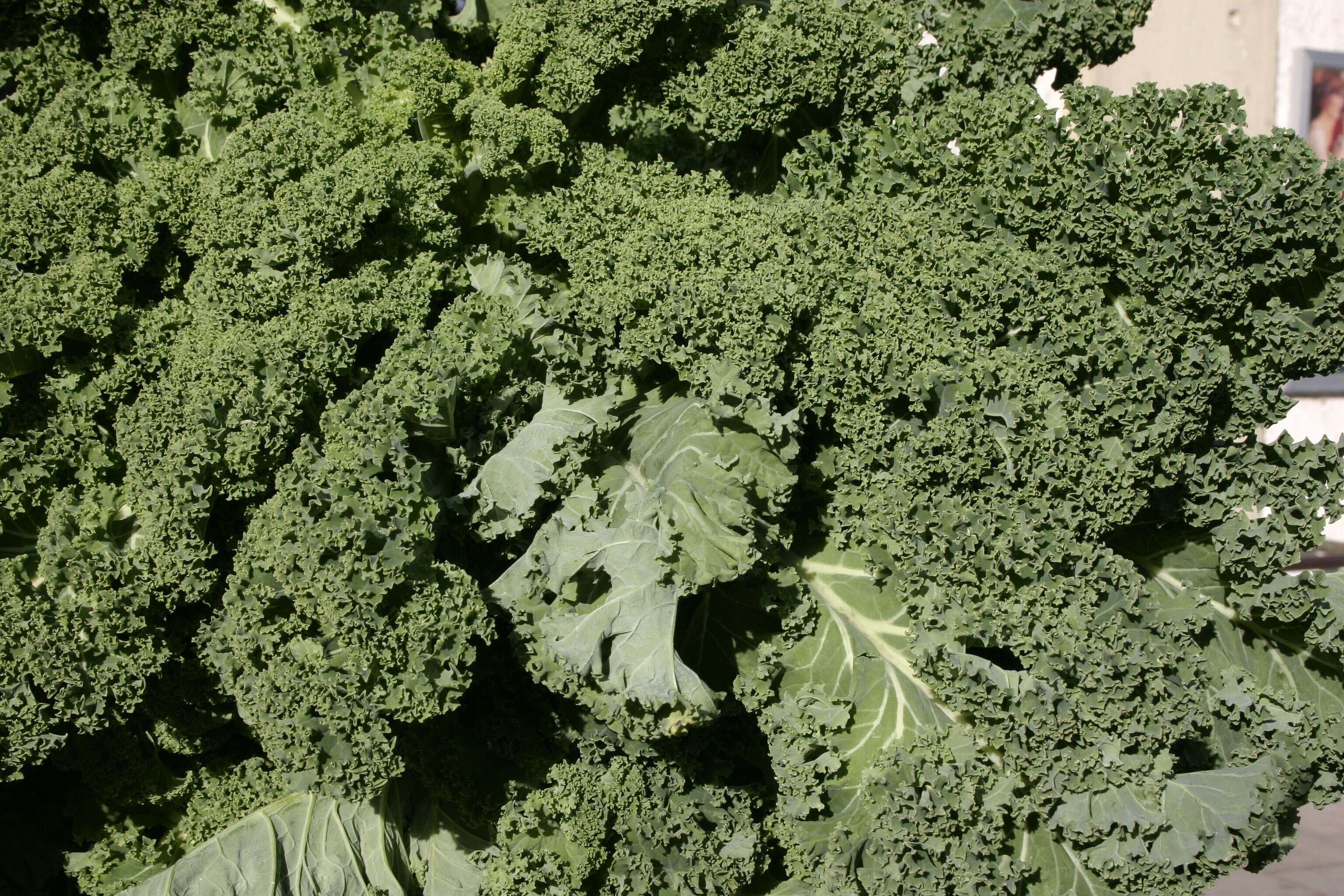 Image of white cabbage