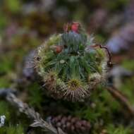 Image of Drosera citrina Lowrie & Carlquist