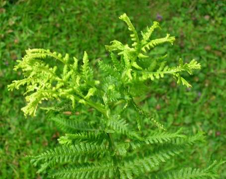 Image of Lady-fern