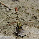 Image of Eastern Ringtail