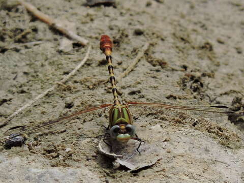 صورة Erpetogomphus designatus Hagen ex Selys 1858