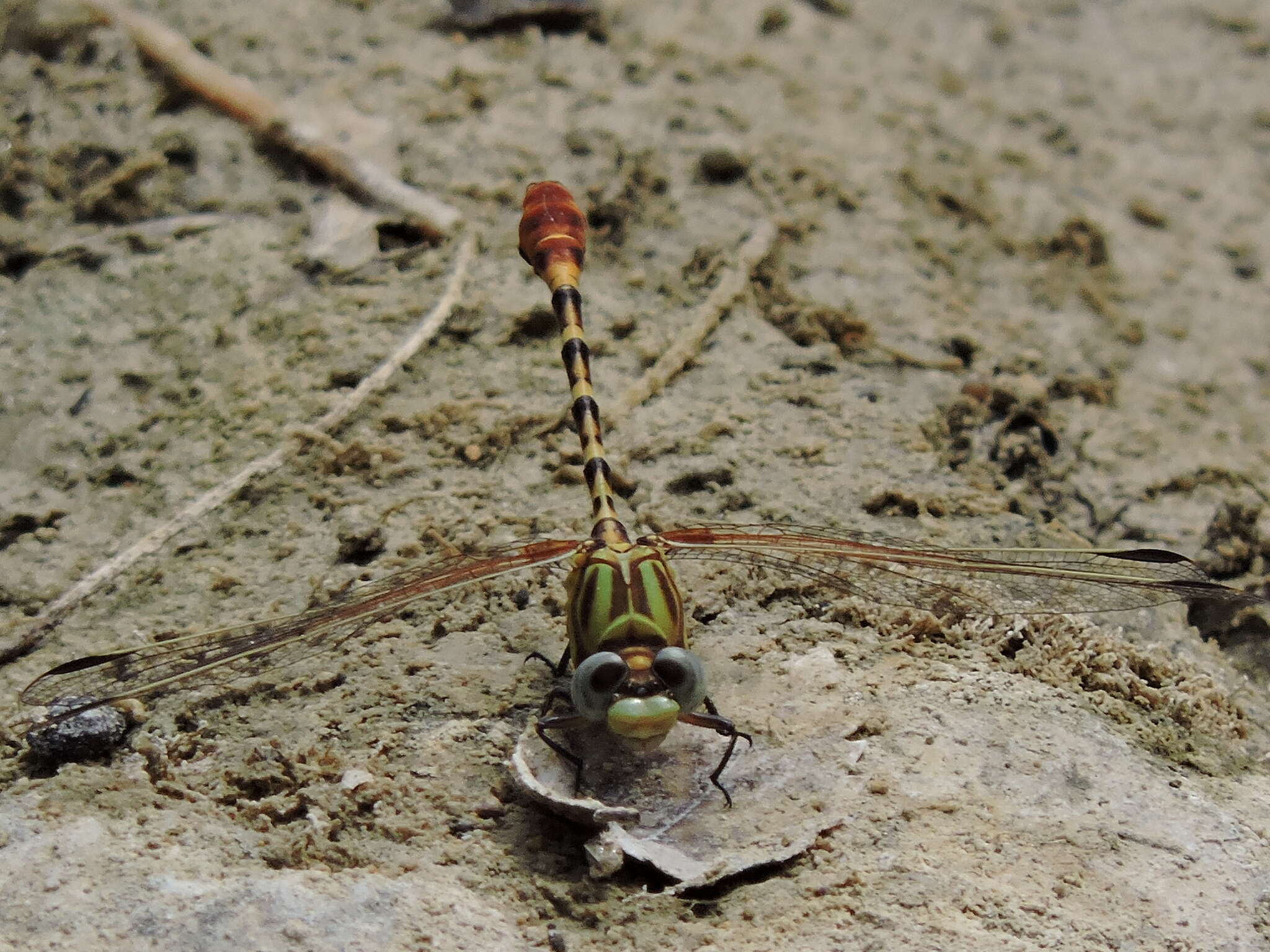 Imagem de Erpetogomphus designatus Hagen ex Selys 1858