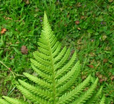 Image of Lady-fern