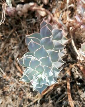 Euphorbia marschalliana Boiss. resmi