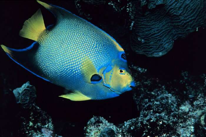 Image of Angelfish