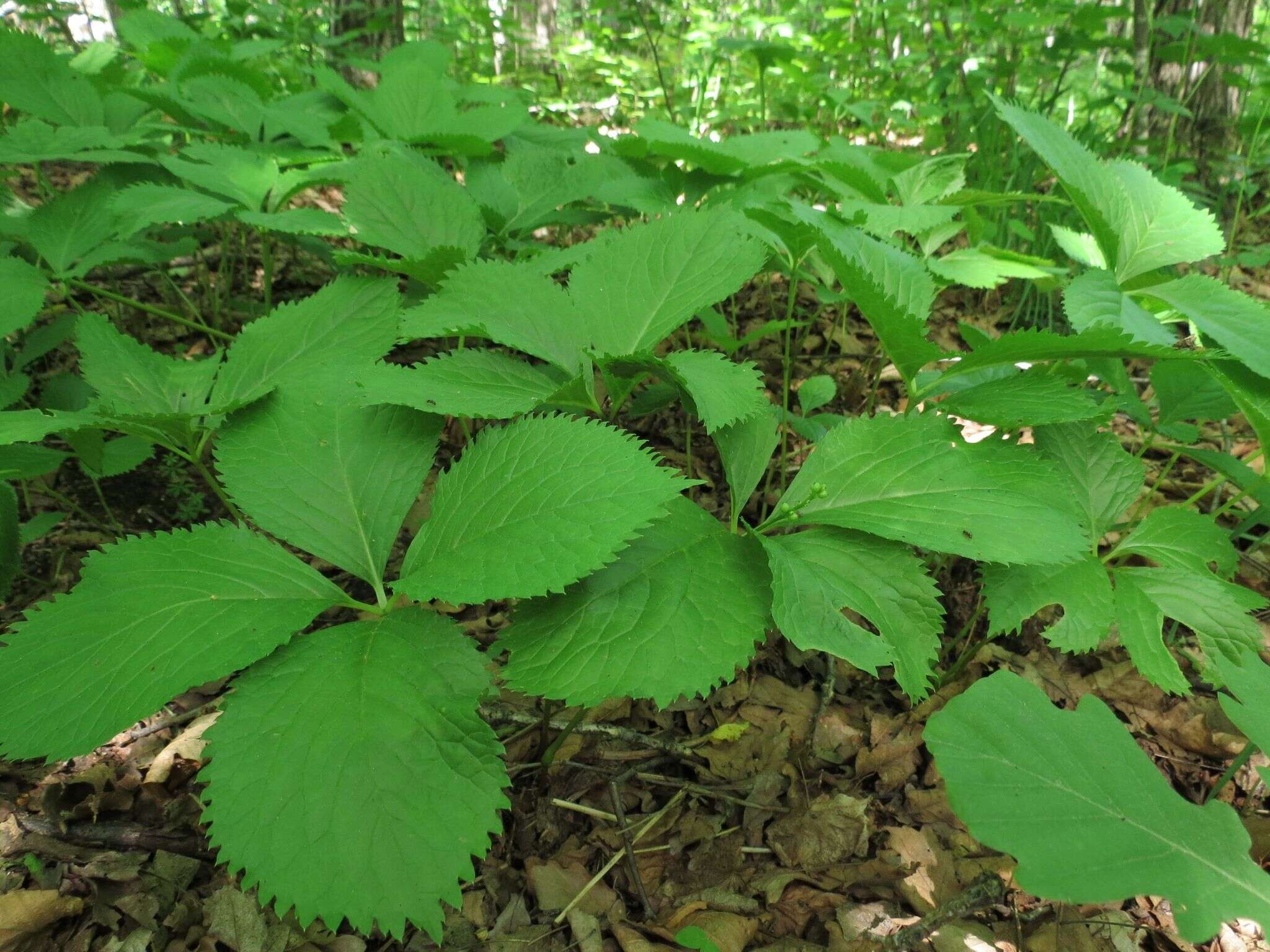 Image of Chloranthus quadrifolius (A. Gray) H. Ohba & S. Akiyama