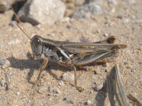 Melanoplus angustipennis (Dodge & G. M. 1877)的圖片